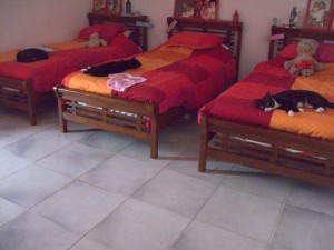3 beds with 3 cats recovering from their travelling ordeal