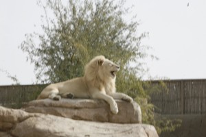 White Lion - wow!