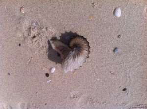 Paper Nautilus shell with argonaut octopus