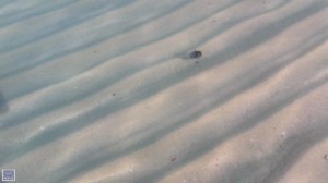 Argonaut Octopus swimming in the shallows