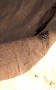 Domino beetle appearing from under the tent