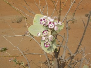 Sodom's Apple flowers