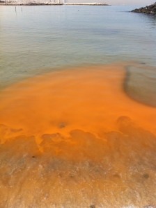 Red Tide?