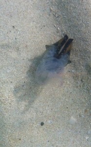 Argonaut Octopus swimming in the shallows