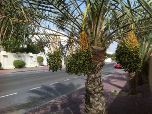 Dates growing along residential streets