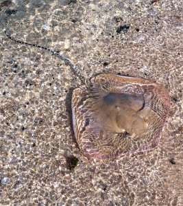 A ray washed up in the shallows