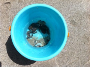 Bucket full of crabs
