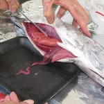 Gutting the tuna