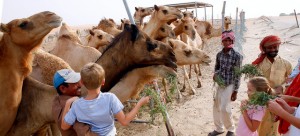 Our Boy feeding camels at a camel farm in Liwa 