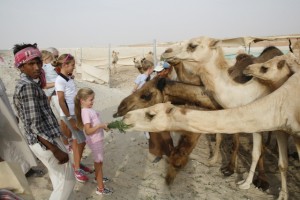 'Gerald Durrell' with a hungry camel