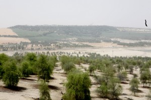 View of the surprisingly fertile Liwa Oasis located next to the vast Empty Quarter