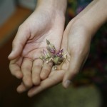 Exquisite rose buds from the spice souk