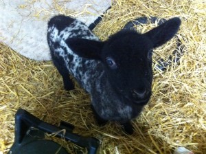 One of the two bottle fed lambs
