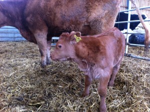 Mother and calf