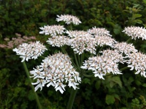 The very stinky hogweed flowers