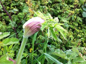 Hogweed coming into leaf
