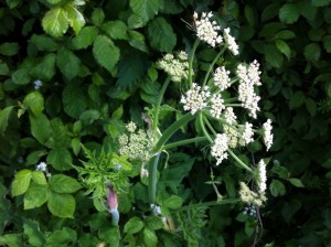 The chunkier stem of hogweed