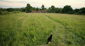 One of the cats taking the path home