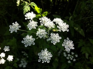 The delicate and pretty cow parsley flowers