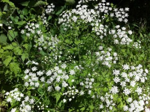 Cow parsley in the hedgerow