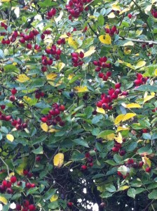 Plentiful rose hips