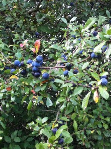 The blue bloom of ripe sloes on blackthorn bushes