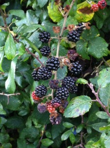 A few succulent blackberries remain