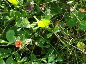 Scarlet Pimpernel