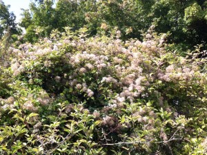 Traveller's Joy or Old Man's Beard scrambling over trees and the hedgerow