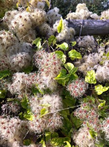 The cloud-like tufts of Old Man's Beard