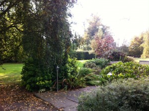 My leafy view from the kitchen