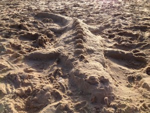 Gerald Durrell's sand crocodile