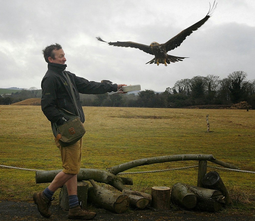 One of the hooded vultures with their handler