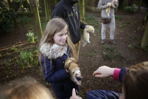 Starting the ferret race