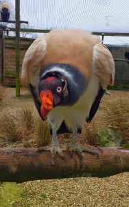 One of the Hawk Conservancy's more exotic looking residents