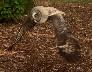 Ennis, the great grey owl - beautiful