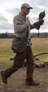 Peregrine falcon with handler