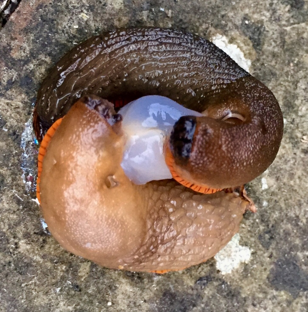 The start of the slug mating dance